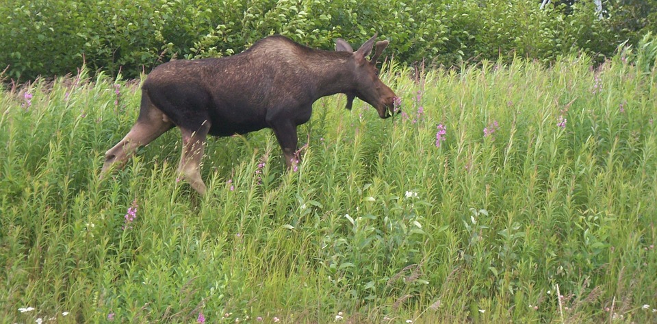 moose, baby moose, browse
