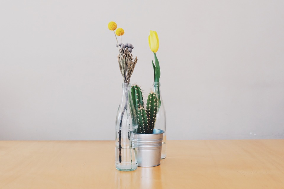 flowers, vases, cactus