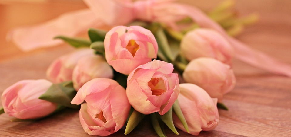 tulips, tulipa, flowers