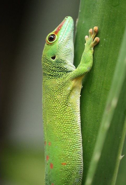 reptile, gecko, lizard