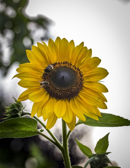 sunflower, garden, summer