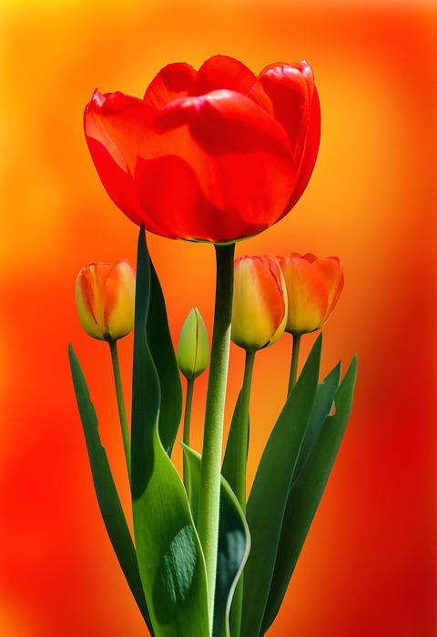 happy mothers day, flower, tulip