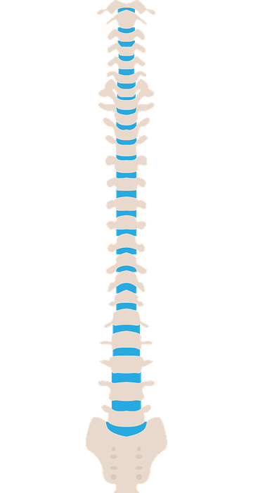 spine, medical, health
