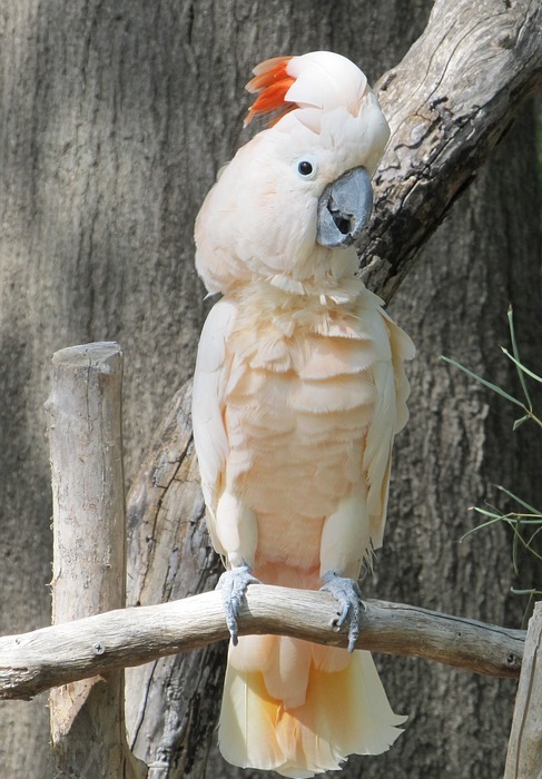 cockatoo, bird, exotic