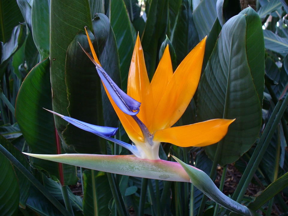 bird of paradise flower, bloom, colorful