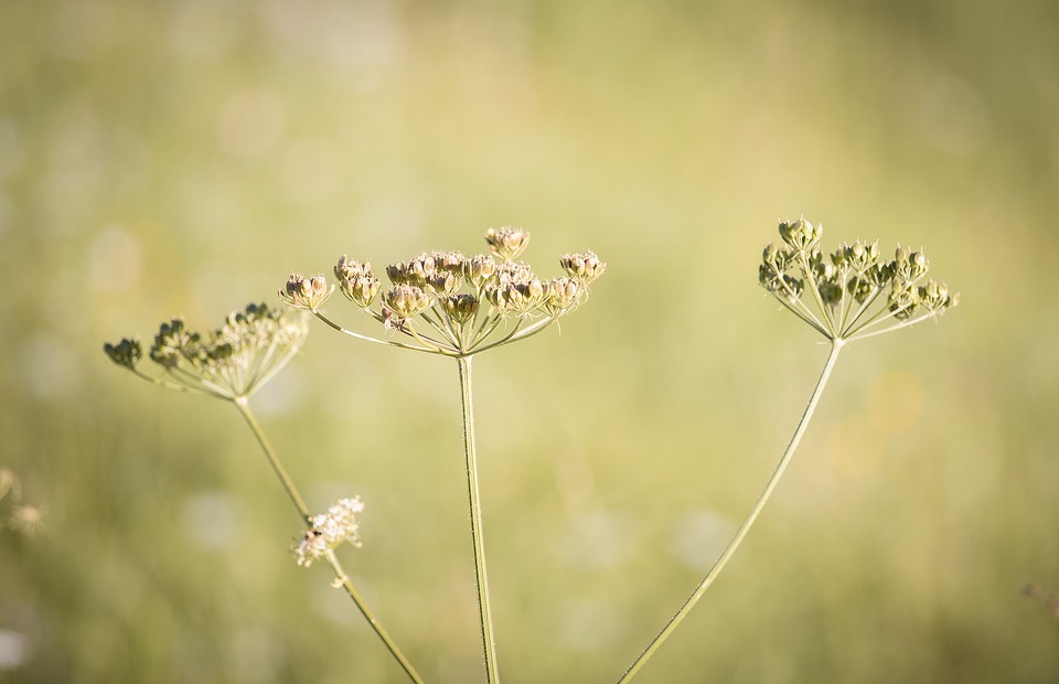 hogweed, plant, meadow
