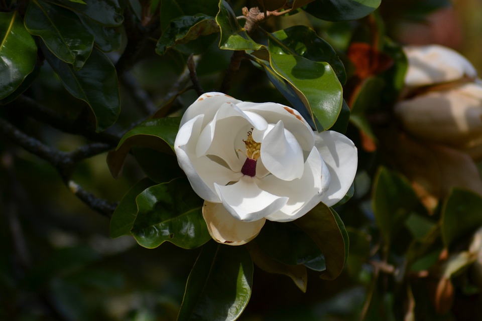magnolia grandiflora, southern magnolia, white flower