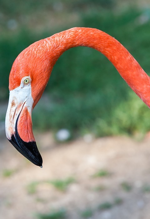 flamingo, head, bird