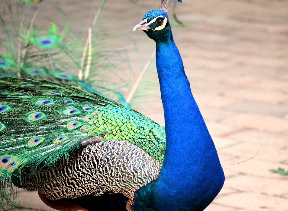 peacock, bird, exotic