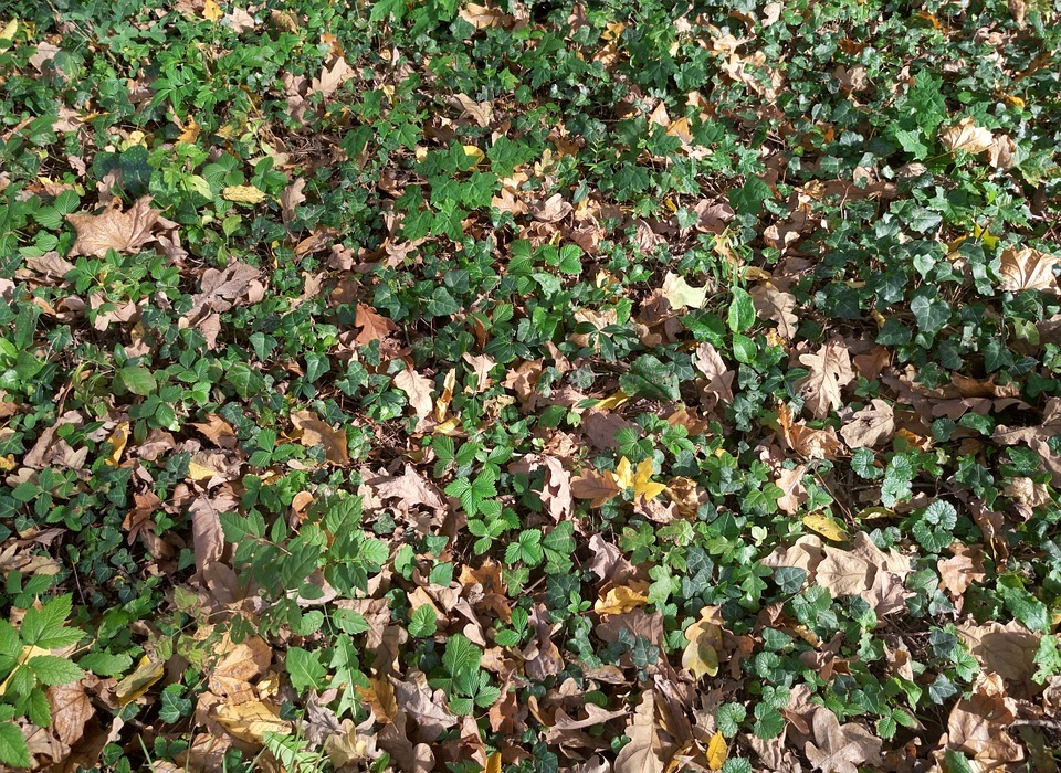 texture, green, leaves