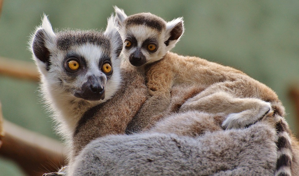 happy mothers day, monkeys, lemurs