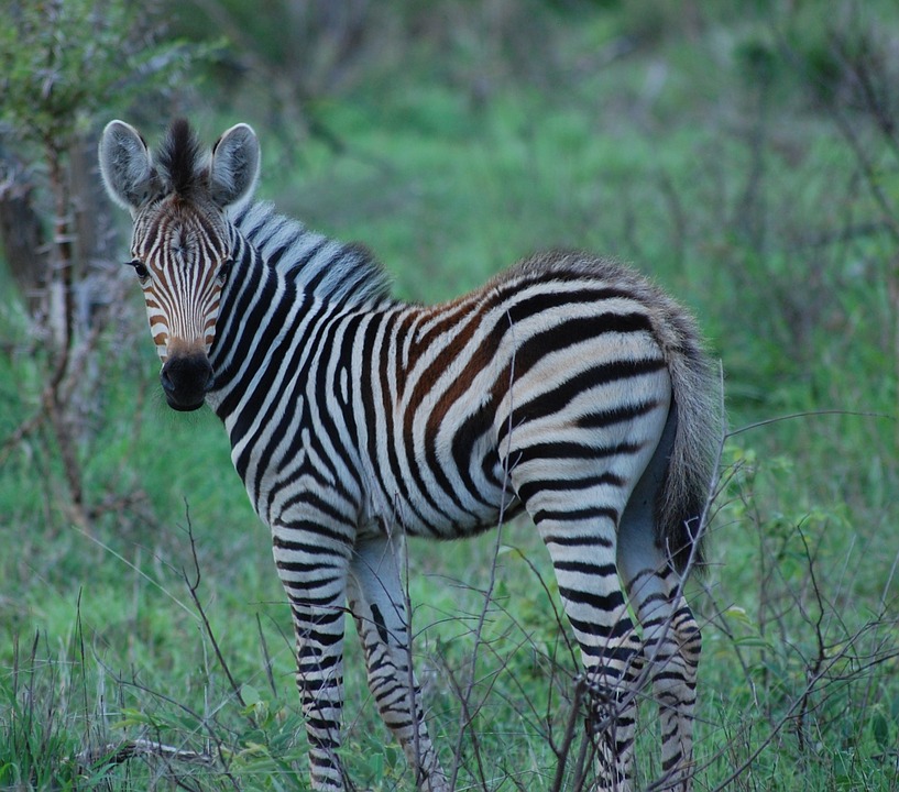 zebra, baby zebra, africa