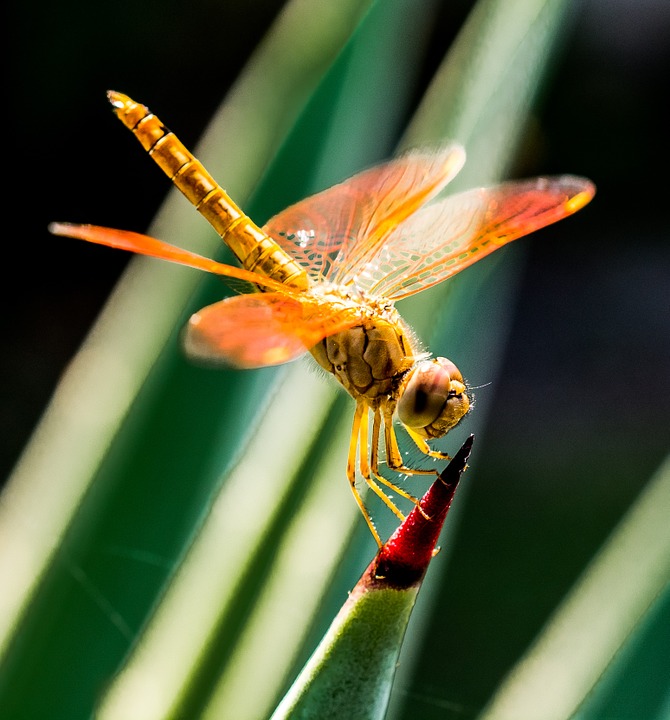 dragonfly, insect, close