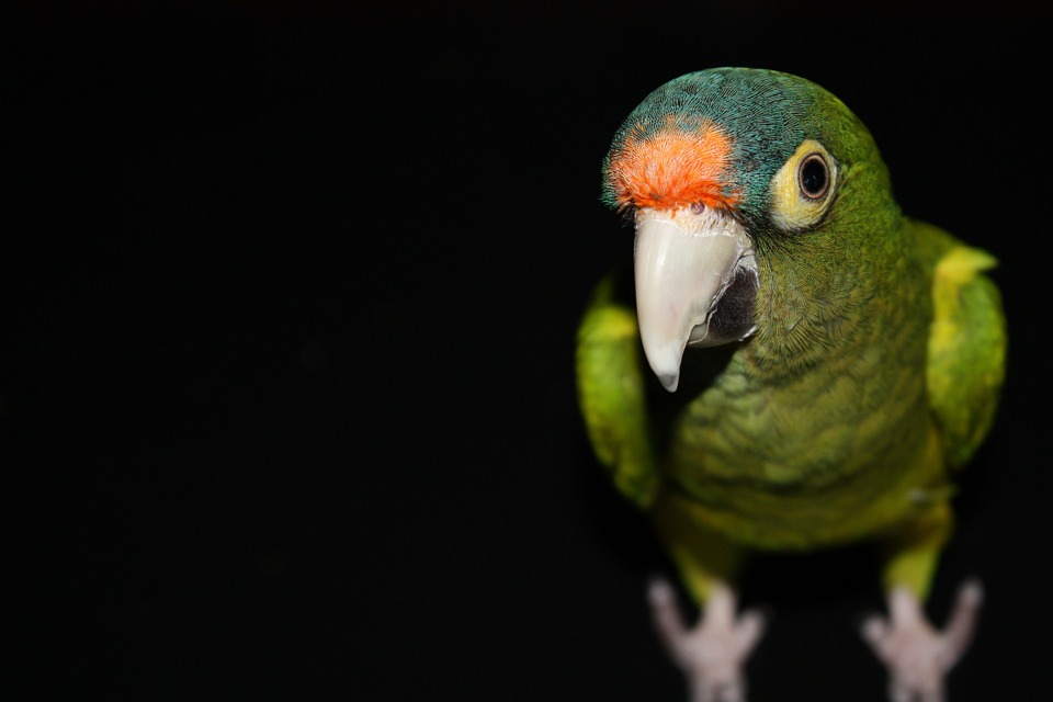 parrot, green, bird