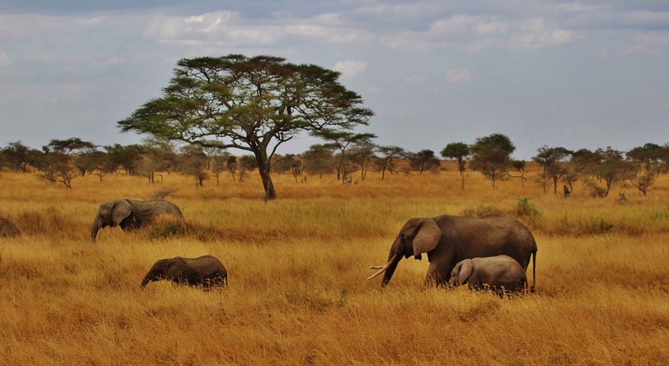 elephants, baby elephant, elephant herd