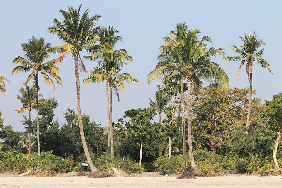 palm trees, beach, tropical