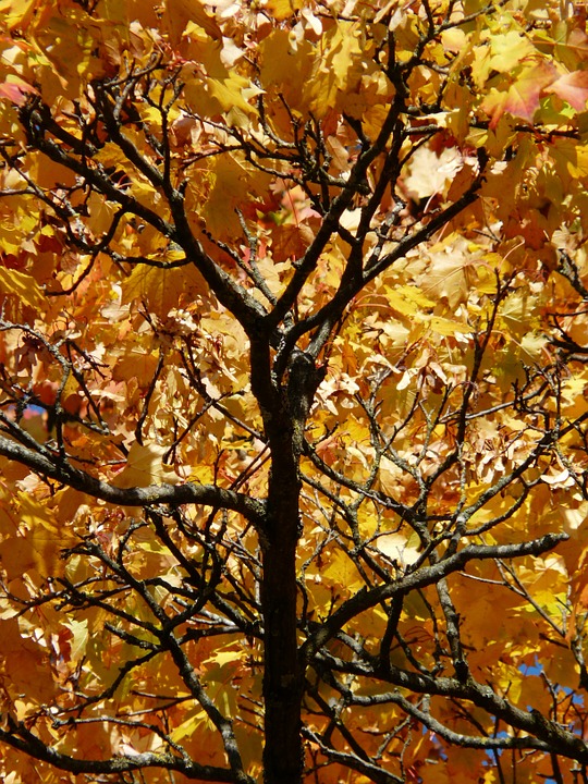 branches, aesthetic, autumn
