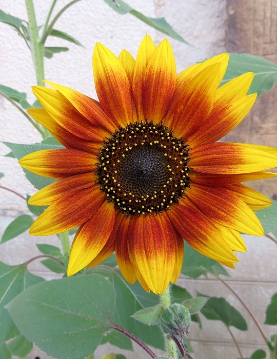 sunflower, summer, yellow orange