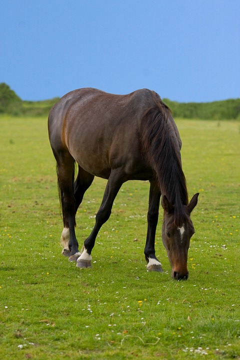 horse, animal, beautiful