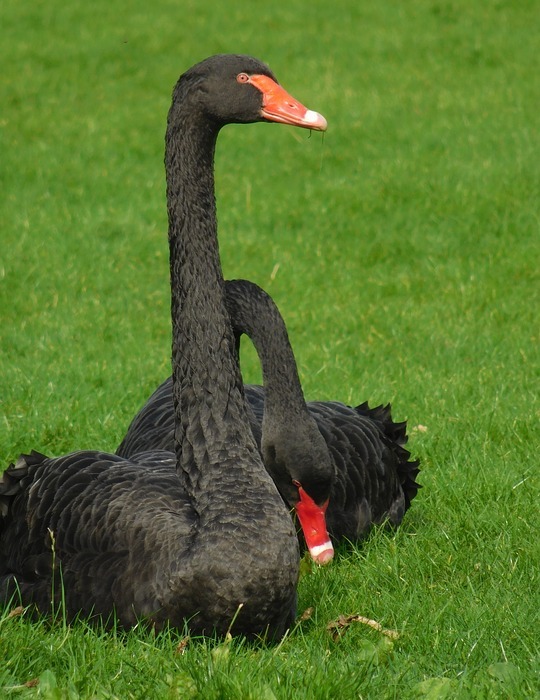 black swan, black swans, birds