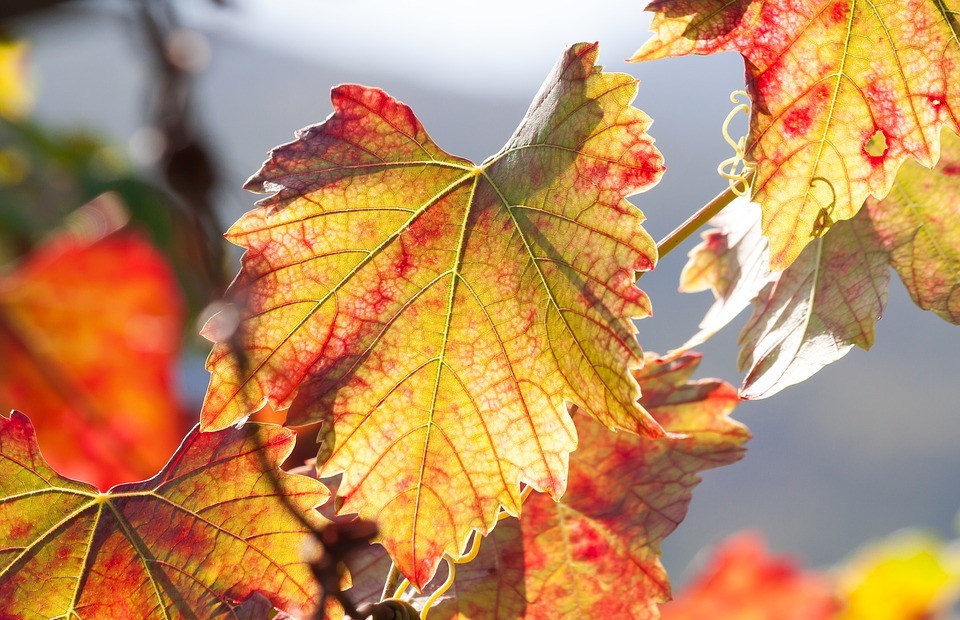 wine, leaf, wine harvest