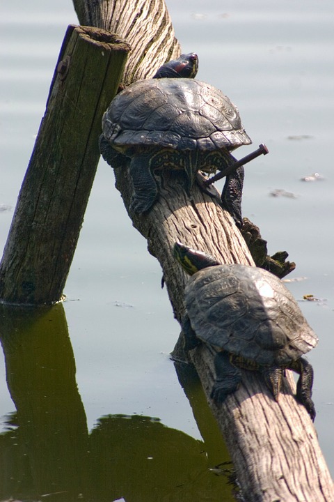 water turtle, reptile, nature