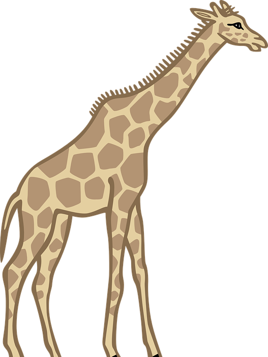 giraffe, standing, animal