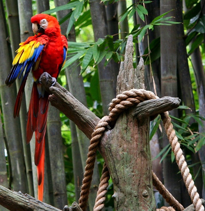 red macaw, parrot, tropical bird