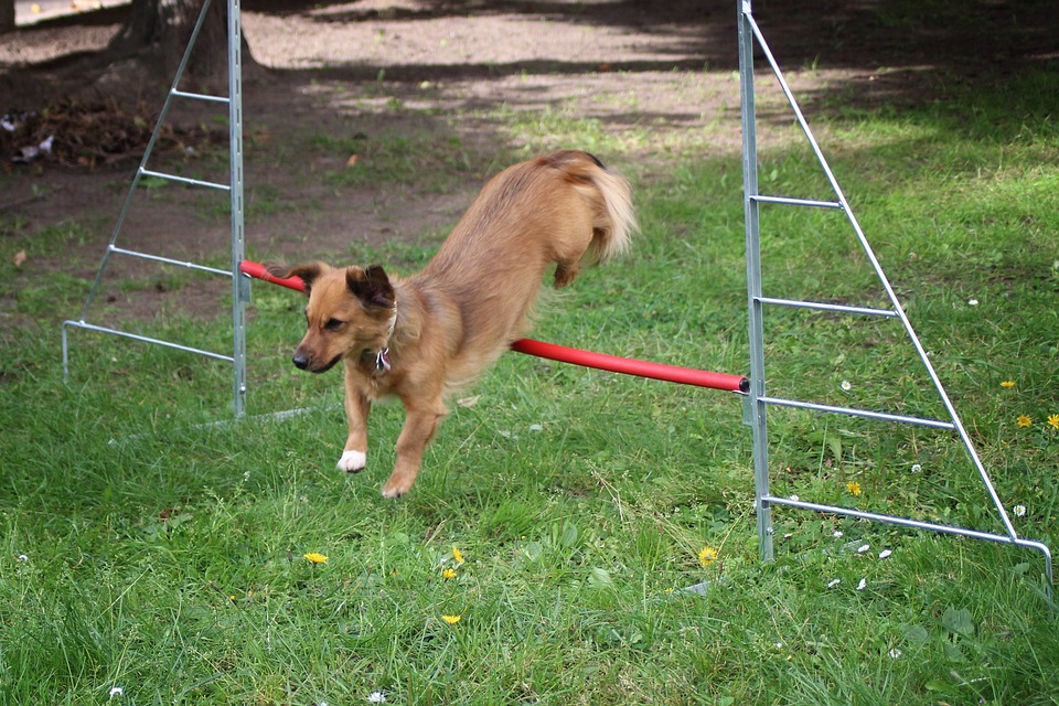 small dog, dog, hurdle