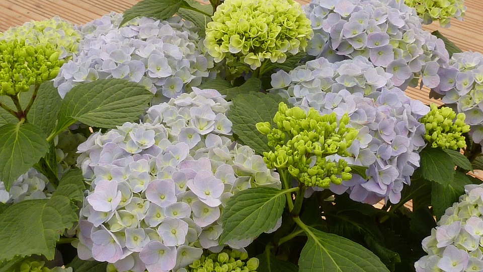 hydrangeas, flowers, blue