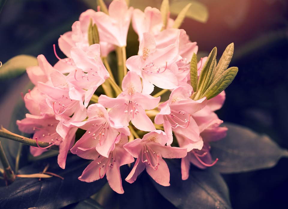 rhododendron, blossom, bloom