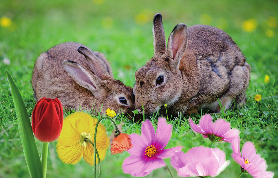 rabbit, easter, flowers