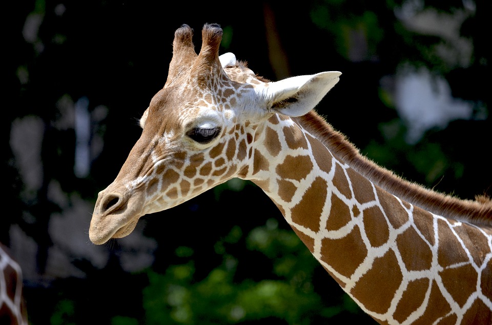 giraffe, reticulated giraffe, neck