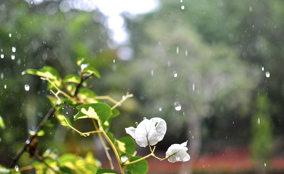 flower, rain, floral