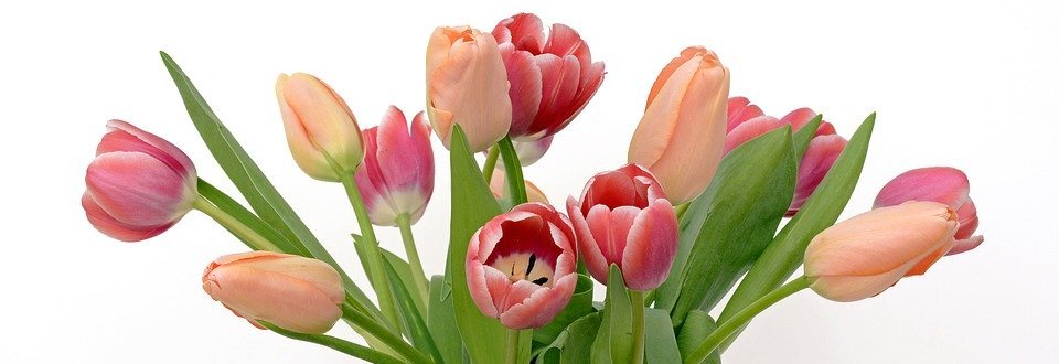 tulips, flowers, apricot