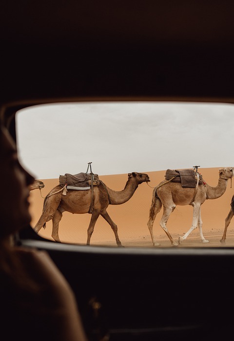 camels, train, desert