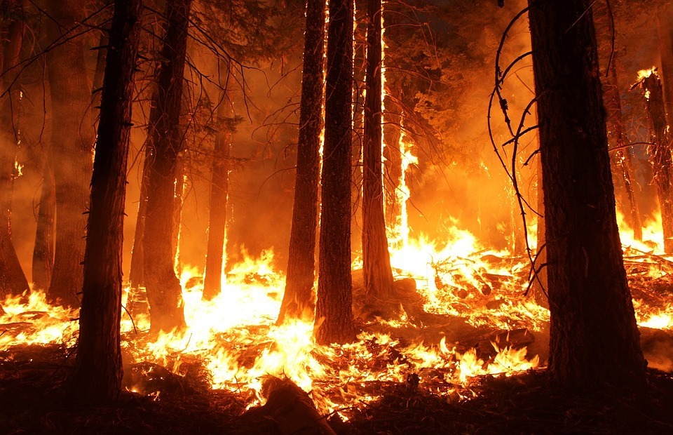 wildfire, forest, fire
