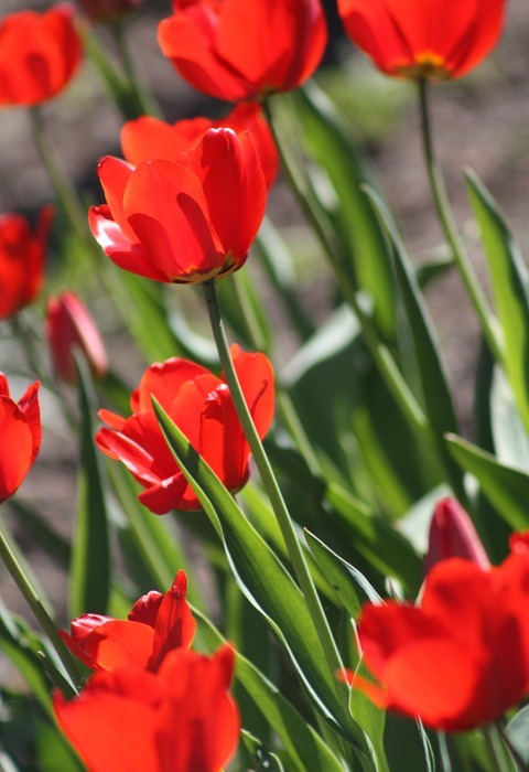 tulips, tulip, flower