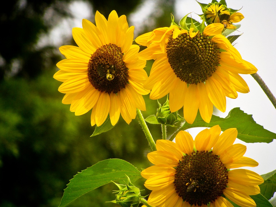 sunflowers, suns, yellow flowers