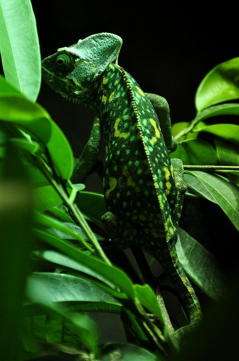 chameleon, reptile, animal