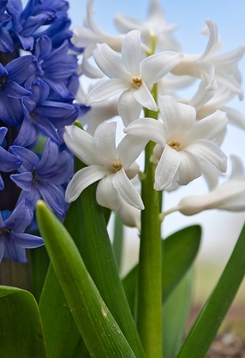 hyacinth, flower, spring flower