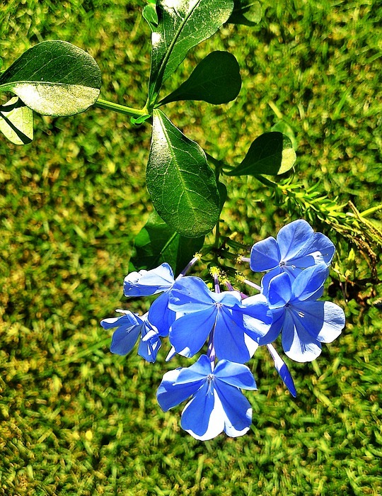small, blue, flowers