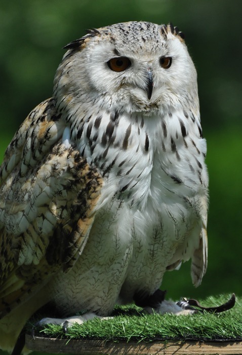 snowy owl, bird, animal