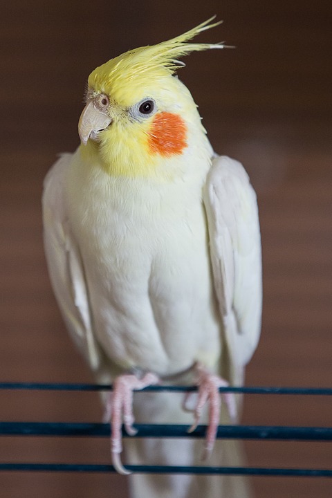 cockatiel, parakeet, bird