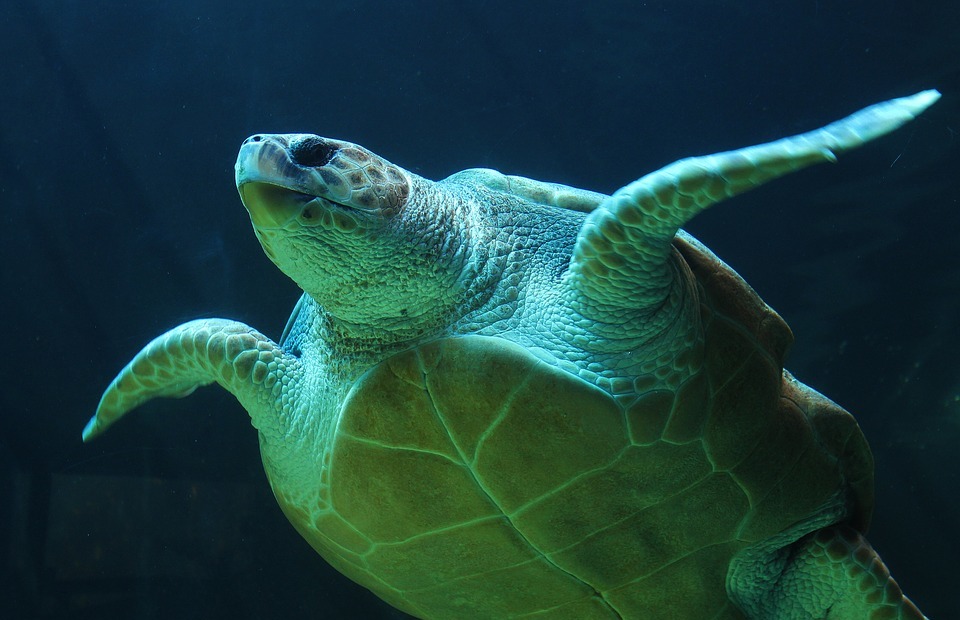 underwater, turtle, sea turtle