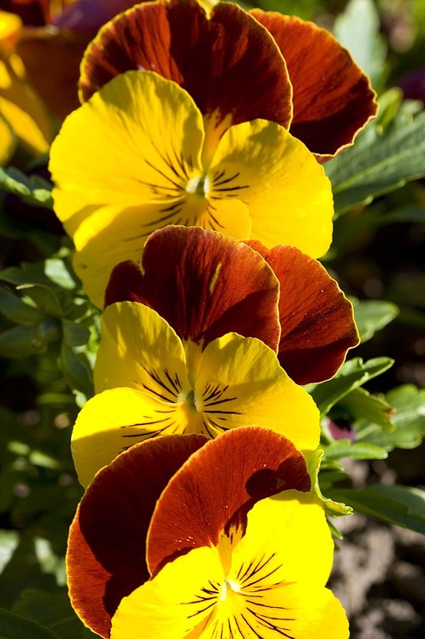 flowers, spring, pansy