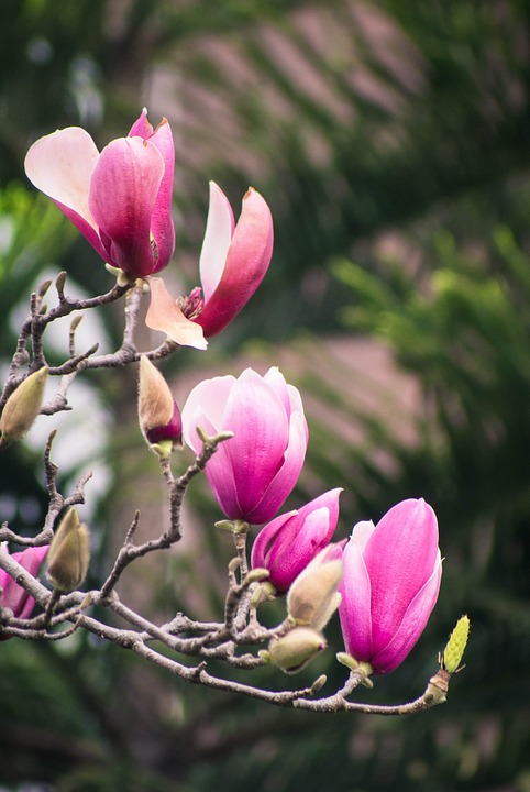 magnolia flower, spring, canton