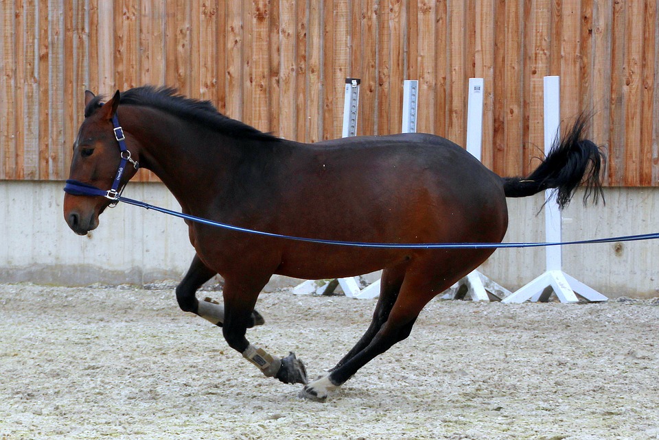 horse, dark brown, lunging