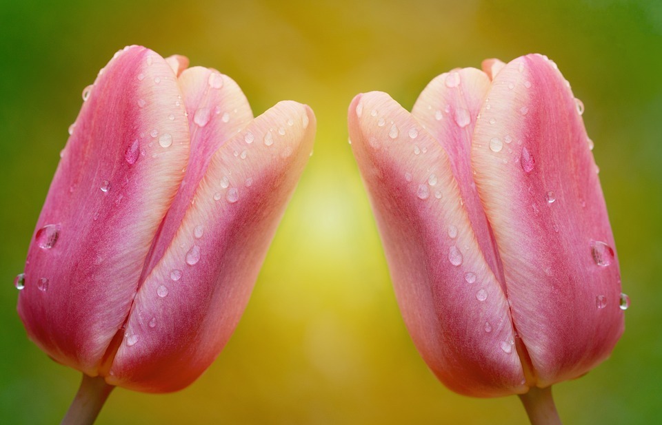 tulips, flowers, pink