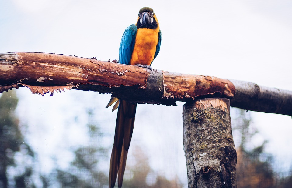 macaw, exotic, bird